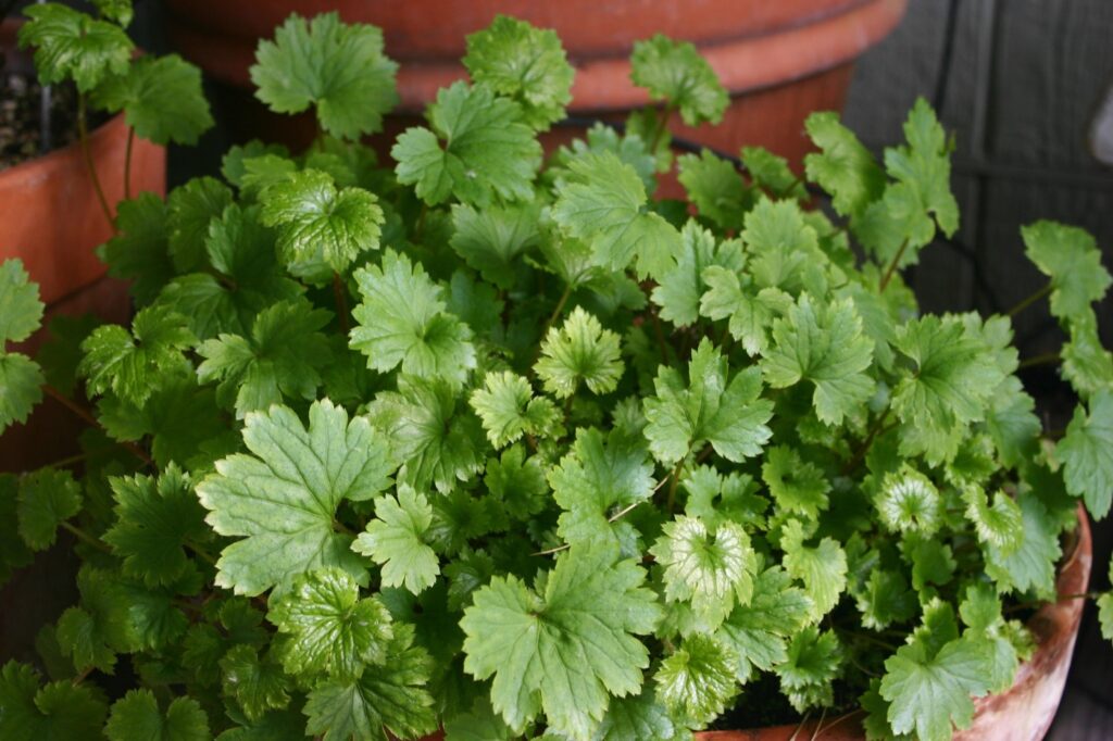 Boykinia occidentalis - brook saxifrage