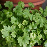Boykinia occidentalis