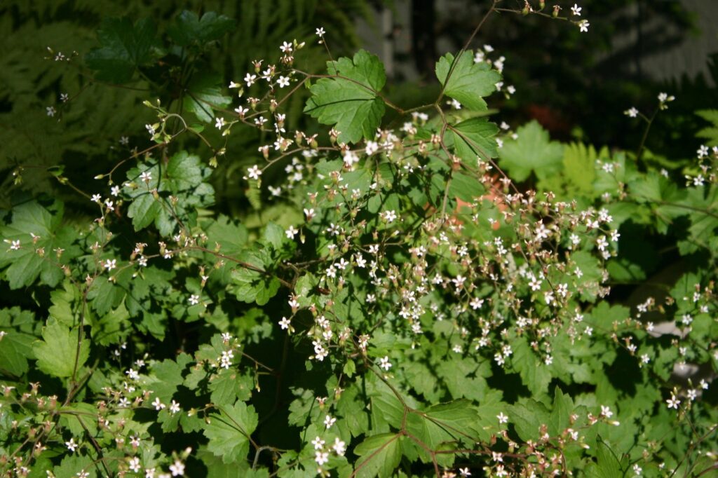 Boykinia occidentalis - brook saxifrage