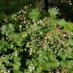 Boykinia occidentalis - brook saxifrage