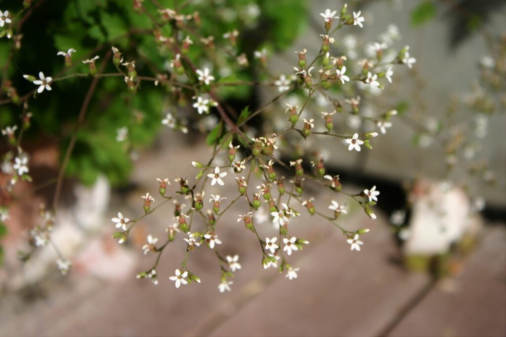 Boykinia occidentalis - brook saxifrage