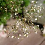Boykinia occidentalis - brook saxifrage