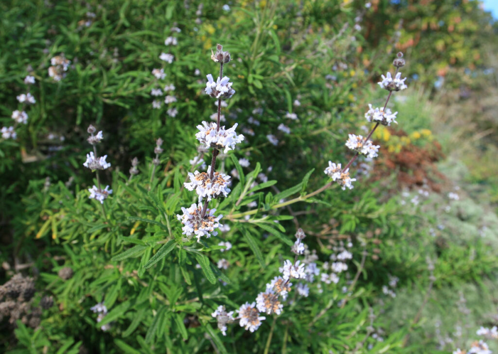 Salvia brandegeei - Brandegee sage