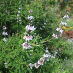 Salvia brandegeei - Brandegee sage