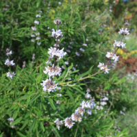 Salvia brandegeei
