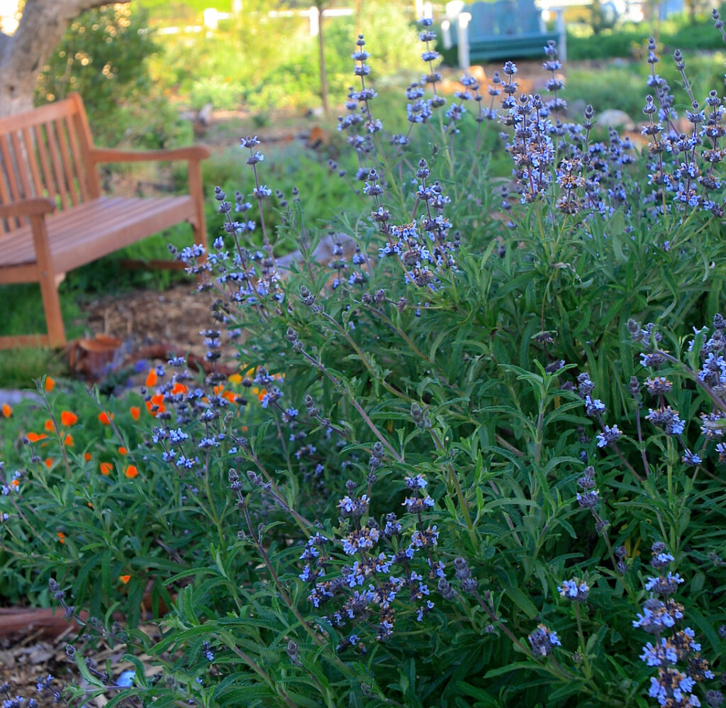 Salvia brandegeei - Brandegee sage