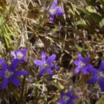 Brodiaea elegans - harvest brodiaea