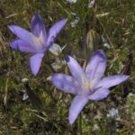 Brodiaea coronaria - crown brodiaea