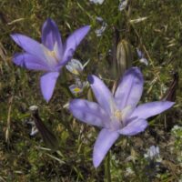 Brodiaea coronaria