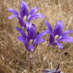 Brodiaea elegans - harvest brodiaea