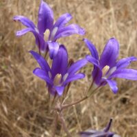 Brodiaea elegans