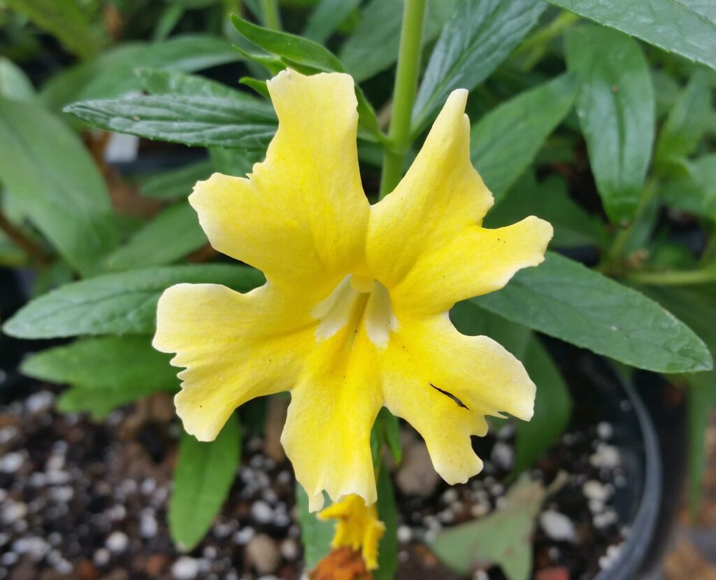 Diplacus (Mimulus) 'Butter Yellow' - monkeyflower