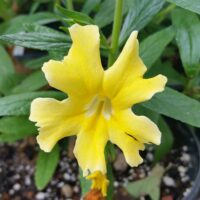Diplacus (Mimulus) ‘Butter Yellow’