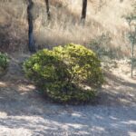 Arctostaphylos manzanita 'Bates' Yellow' - common manzanita