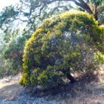 Arctostaphylos manzanita 'Bates' Yellow' - common manzanita