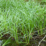 Carex amplifolia - bigleaf sedge