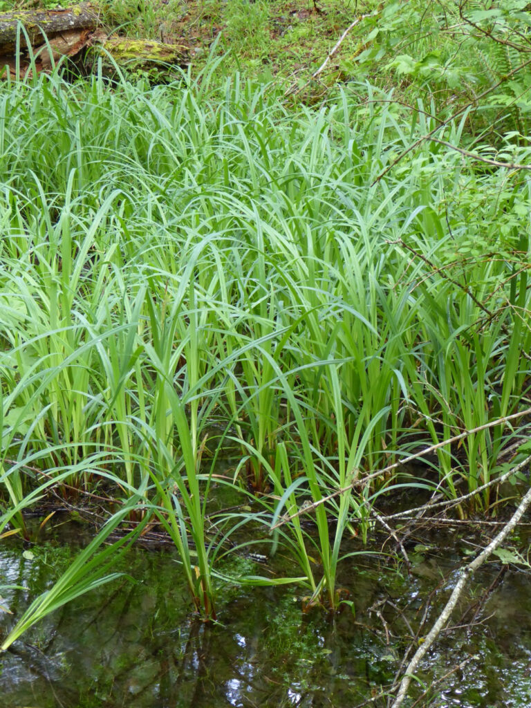 Carex amplifolia - bigleaf sedge
