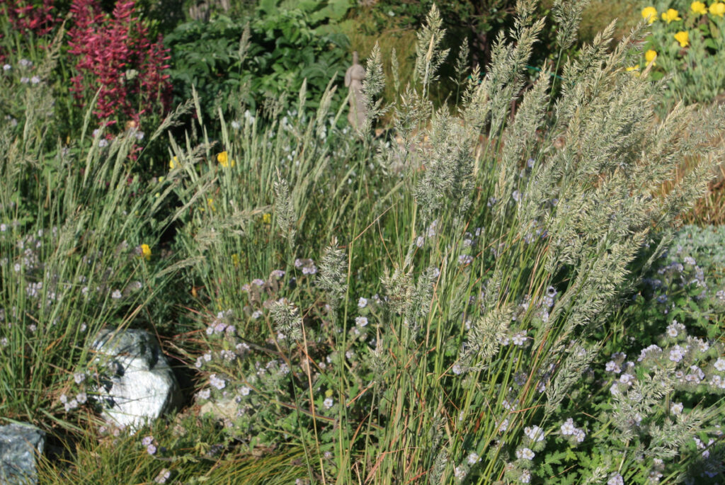 Calamagrostis ophitidis - serpentine reed grass