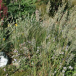 Calamagrostis ophitidis - serpentine reed grass