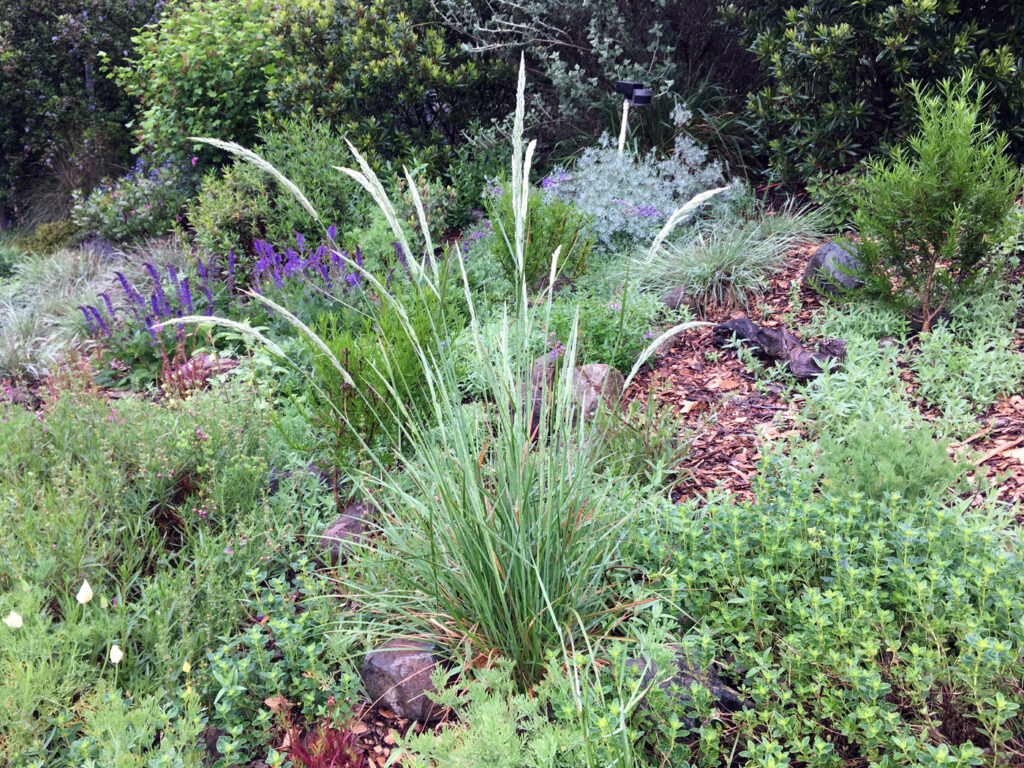 Calamagrostis ophitidis - serpentine reed grass