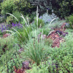 Calamagrostis ophitidis - serpentine reed grass