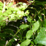 Campanula (Asyneuma) prenanthoides - California harebell