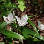 Calochortus tolmiei - pussy ears