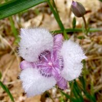 Calochortus tolmiei