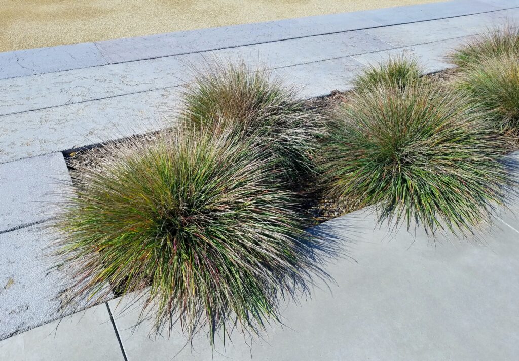 Calamagrostis foliosa - Cape Mendocino reed grass