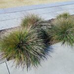 Calamagrostis foliosa - Cape Mendocino reed grass