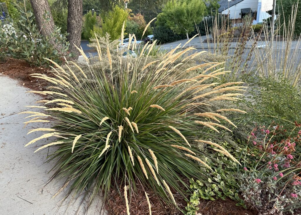 Calamagrostis foliosa x nutkaensis 'Little Nootka' - reed grass