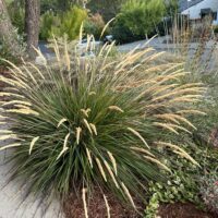 Calamagrostis foliosa x nutkaensis ‘Little Nootka’