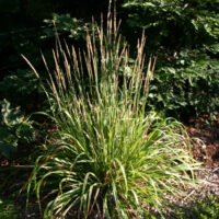 Calamagrostis nutkaensis ‘The King’
