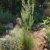 Calamagrostis ophitidis