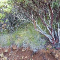 Calamagrostis rubescens