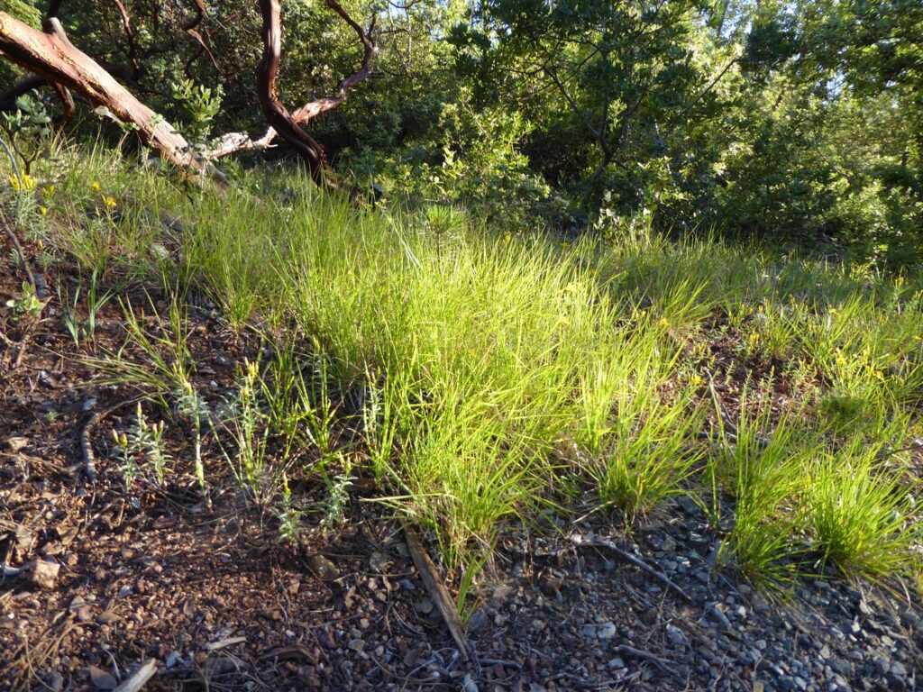 Calamagrostis rubescens - pine grass