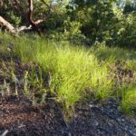 Calamagrostis rubescens - pine grass