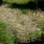 Calamagrostis foliosa - Cape Mendocino reed grass