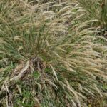 Calamagrostis foliosa - Cape Mendocino reed grass