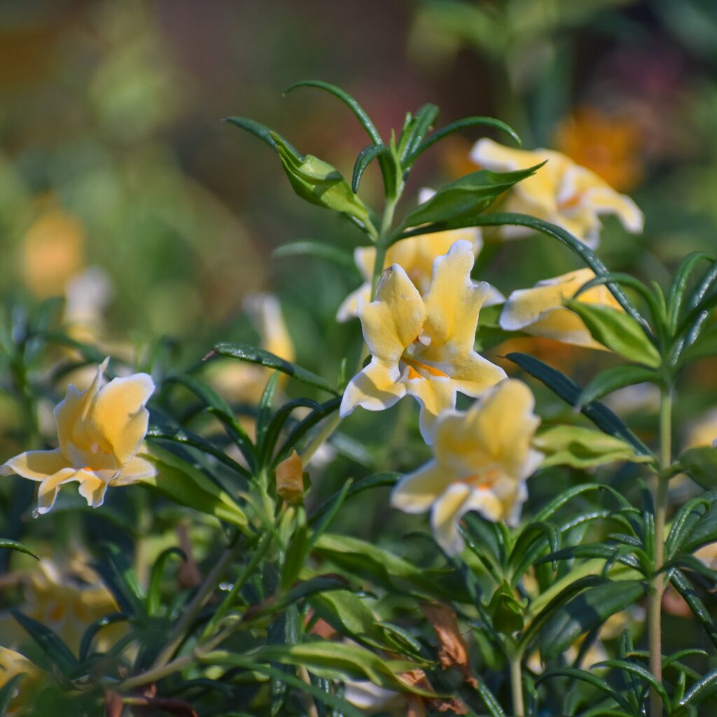 Diplacus (Mimulus) 'Eleanor' - monkeyflower