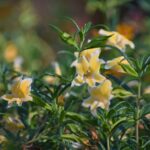 Diplacus (Mimulus) 'Eleanor' - monkeyflower