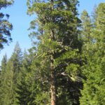 Calocedrus decurrens - incense cedar