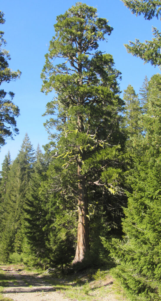 Calocedrus decurrens - incense cedar
