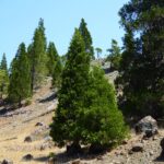 Calocedrus decurrens - incense cedar