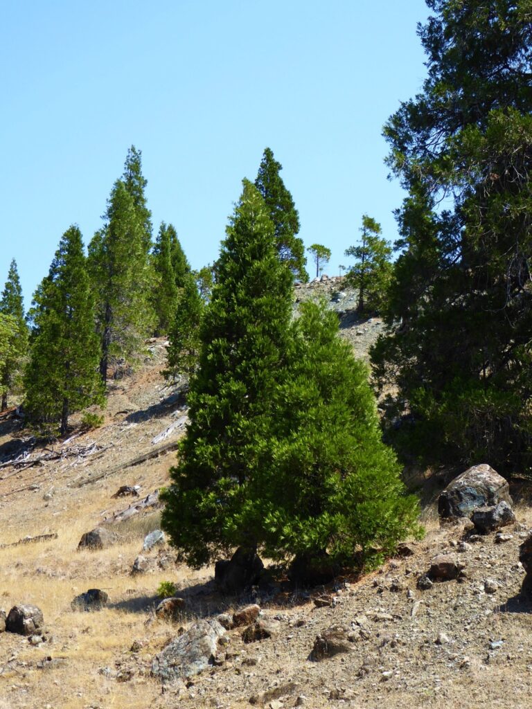 Calocedrus decurrens - incense cedar