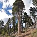 Calocedrus decurrens - incense cedar