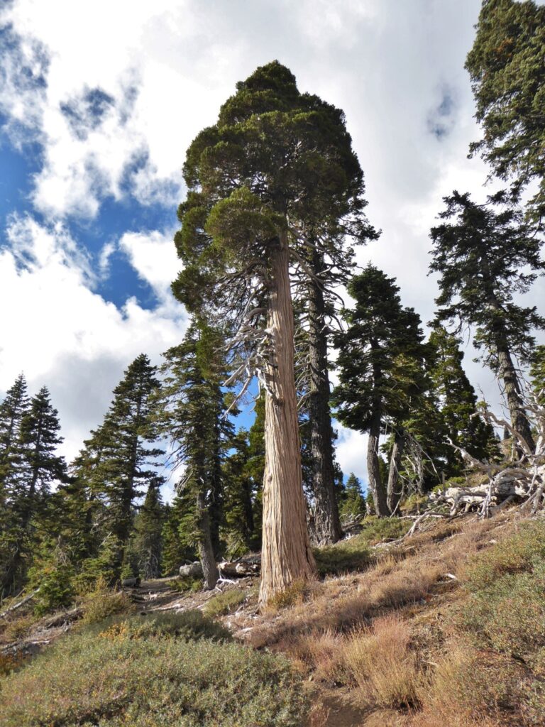 Calocedrus decurrens - incense cedar