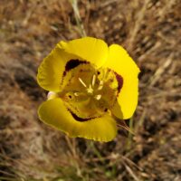 Calochortus luteus