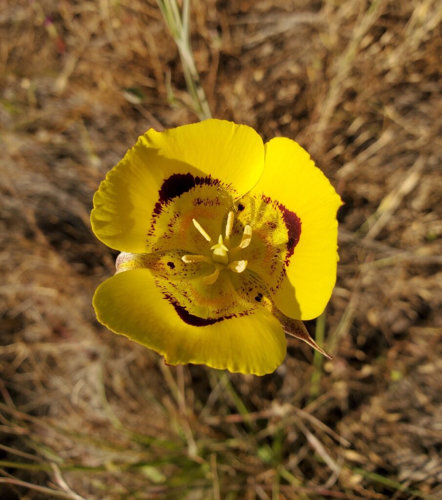 Calochortus luteus - yellow mariposa tulip