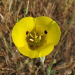 Calochortus luteus - yellow mariposa tulip